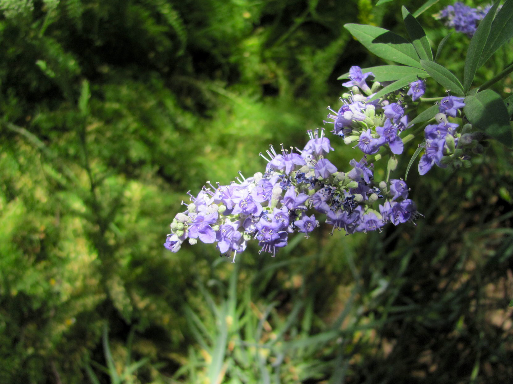 Chaste tree bloom